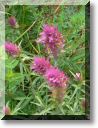 2012-06-24-BALADE-STE GENEVIEVE017.jpg